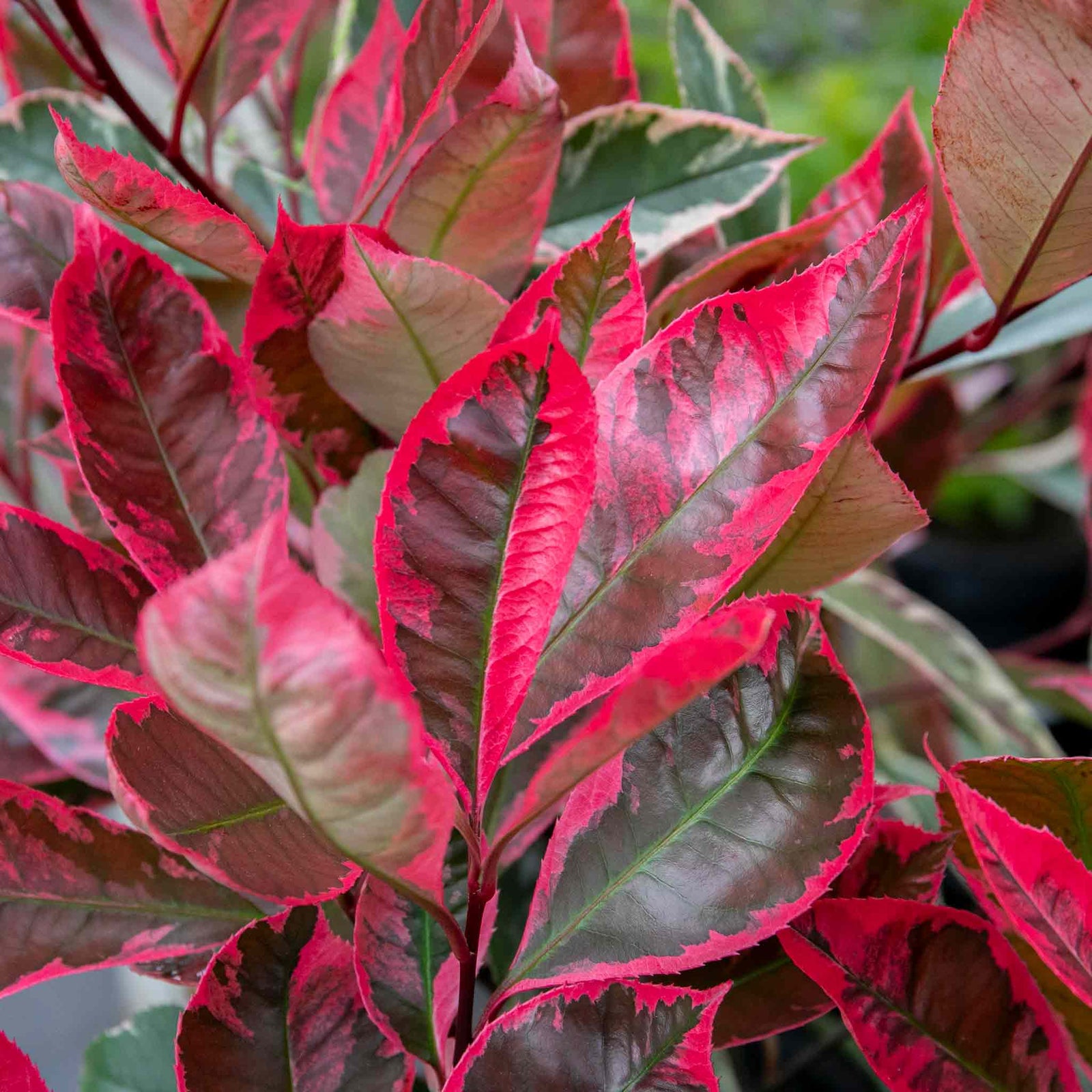Photinia X Fraseri 'louise' Variegated Evergreen, Compact Hedge And Small Tree | 1 x 3L | Green & Pink