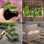 Begonia 'nonstop Mix' Double-flowering Shade-loving Bedding Plant | 20 x Pro Grower Plugs | Multi