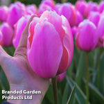 Thompson & Morgan Tulip Pretty In Pink Collection 32 Bulbs