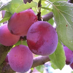 Opal Plum Fruit Tree 4-5ft Self Fertile Juicy Tasty & Sweet