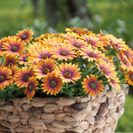 Osteospermum 'flower Power Purple Sun' Compact Multicoloured African Daisy Plug Plants | 12 x Plug Plants | Multi