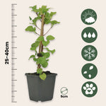 Hortensia - Hydrangea Anomale Petiolaris - Height 25-40cm - ⌀9cm | Set of 3 | White