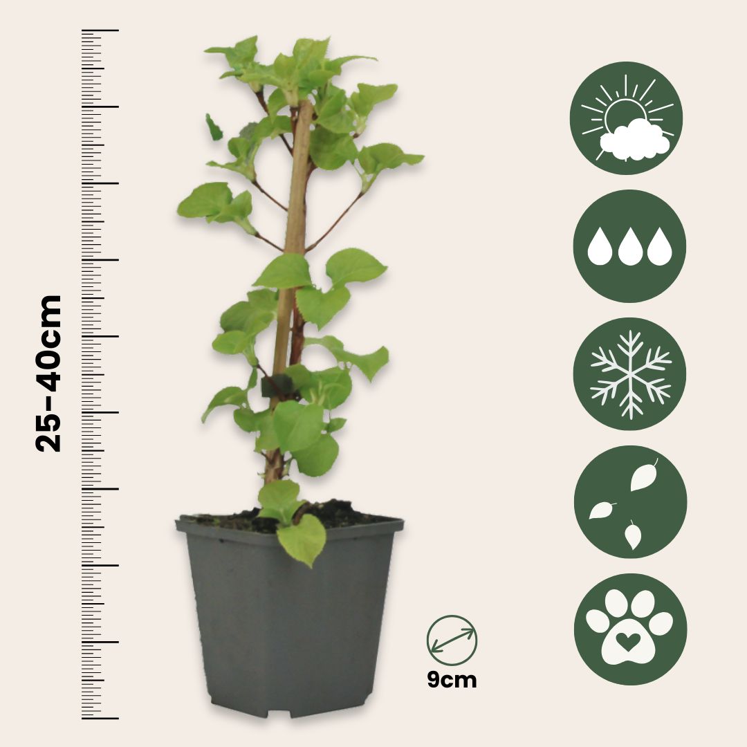Hortensia - Hydrangea Anomale Petiolaris - Height 25-40cm - ⌀9cm | Set of 3 | White