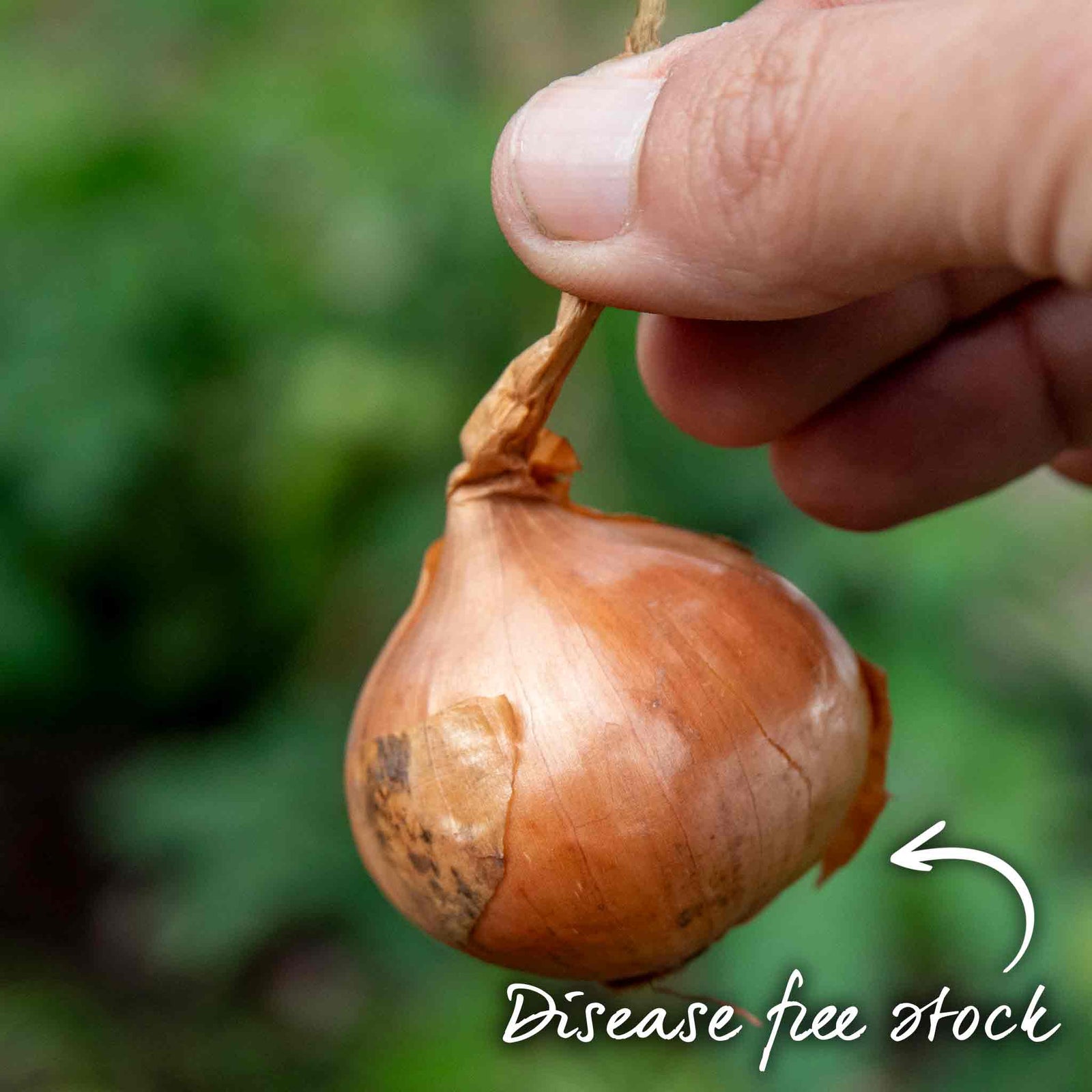 Shallot Sets Red Sun Sets | Set of 15