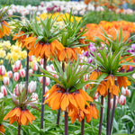 Fritillaria Imperialis 'rubra' (crown Imperial) - , Crimson Red | 3 x Bulbs | Crimson