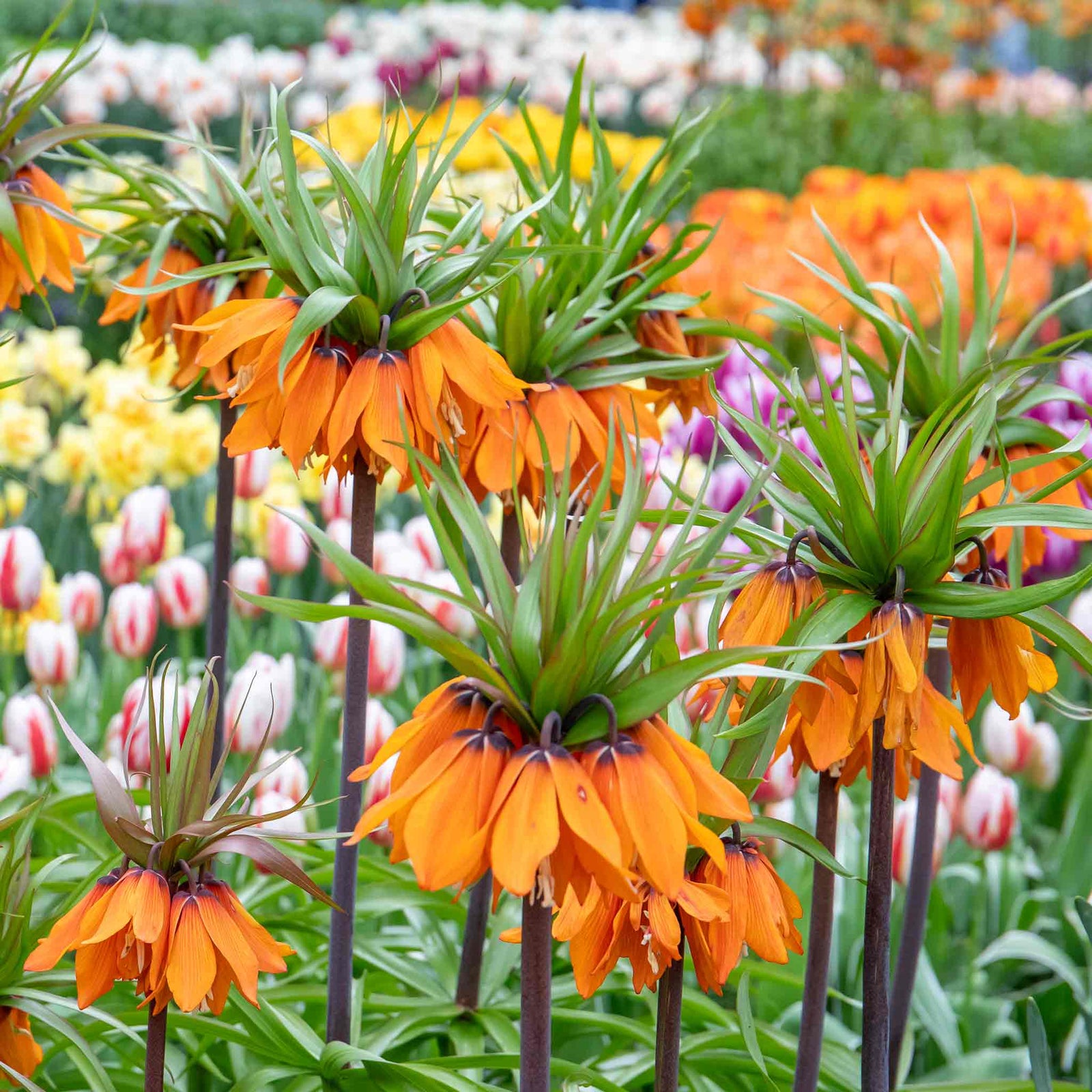 Fritillaria Imperialis 'rubra' (crown Imperial) - , Crimson Red | 3 x Bulbs | Crimson