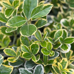 Euonymus President Evergreen Garden Shrub Plant