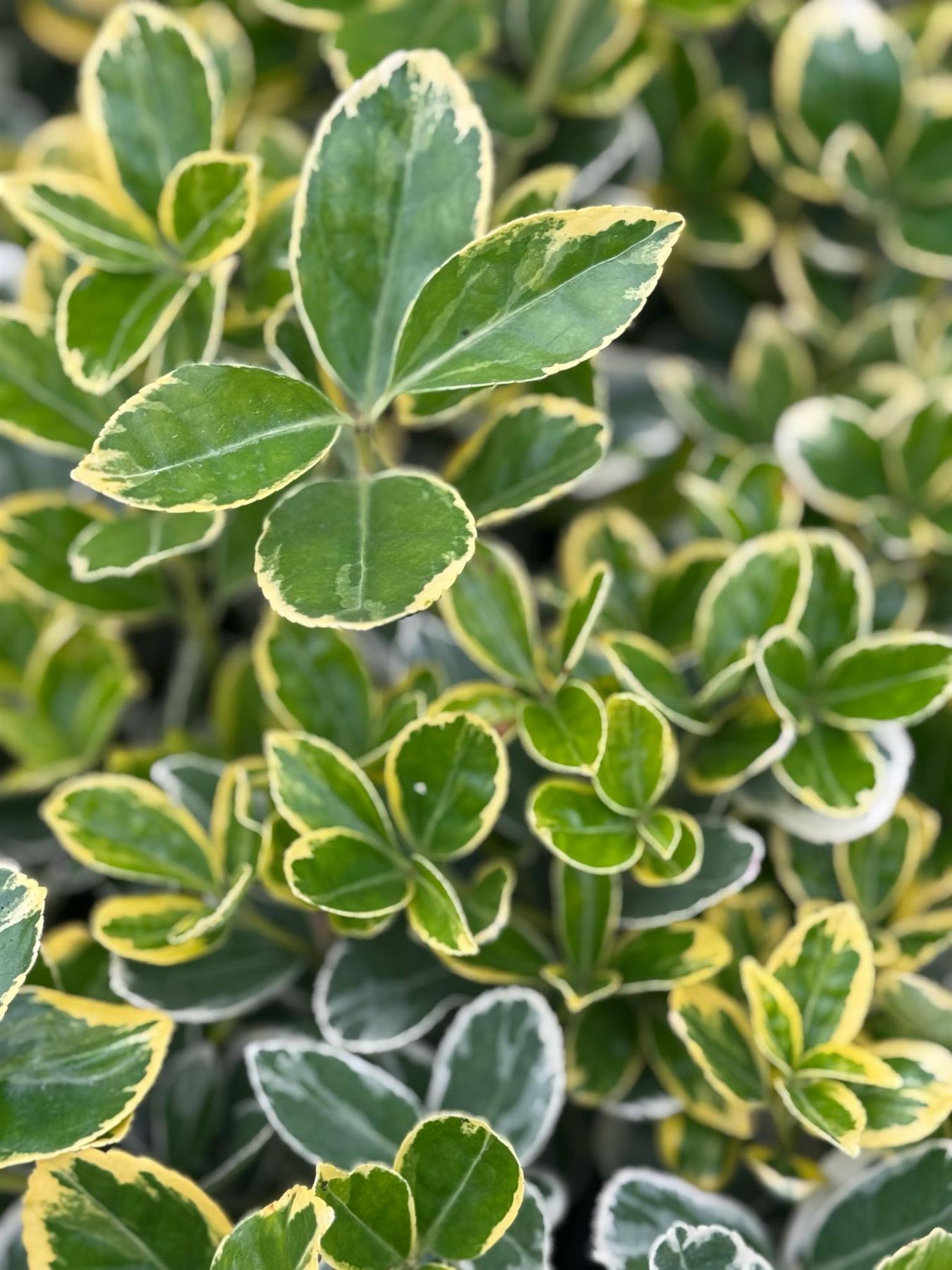 Euonymus President Evergreen Garden Shrub Plant