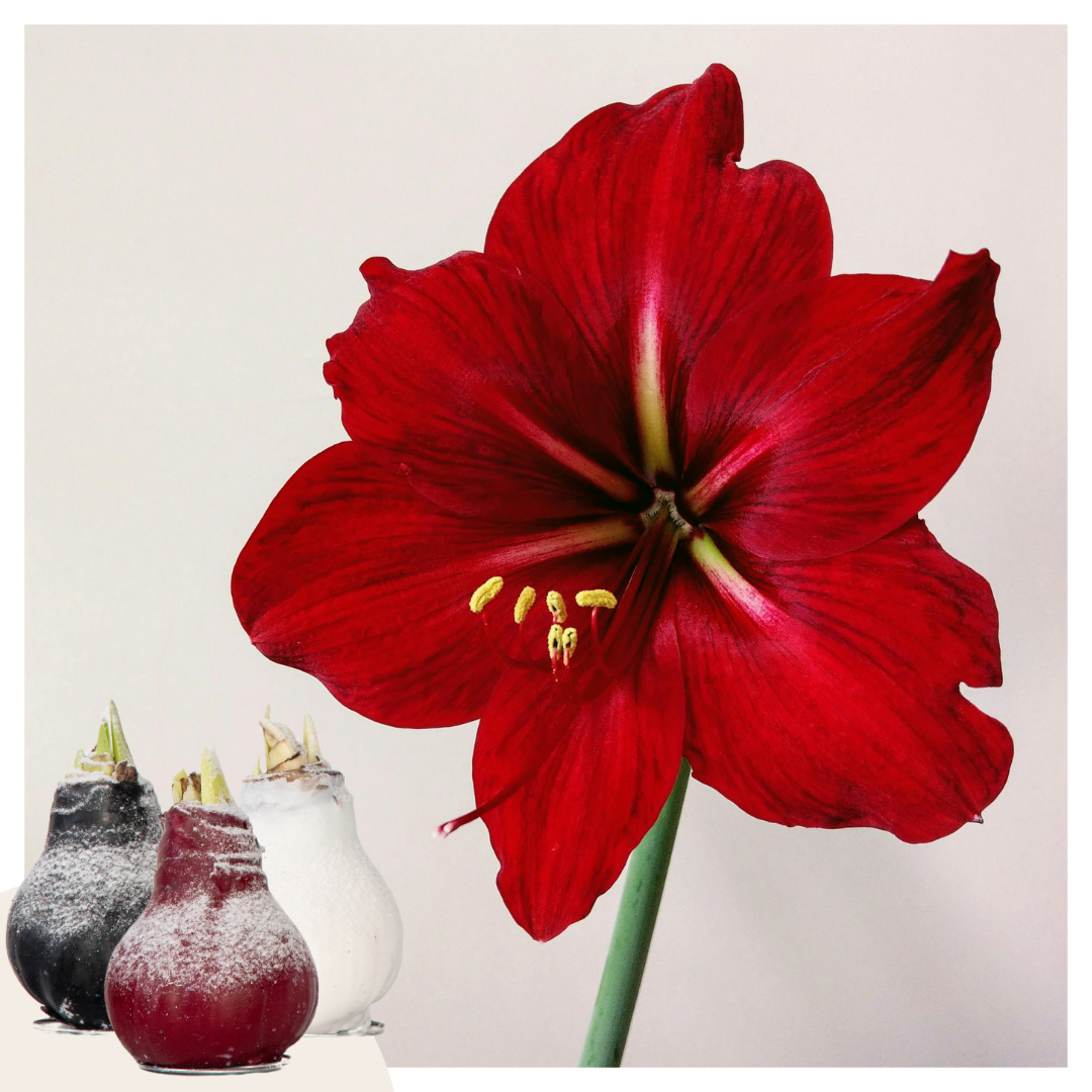Amaryllis - Hippeastrum 'wax Snow Mix' - Flower Bulb - Red