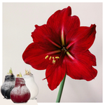Amaryllis - 3 Pcs. - Hippeastrum 'christmas Sweater' - Flower Bulb - Red