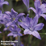 Thompson & Morgan Mixed Spring Bulb Collection 200 Bulbs