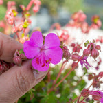 Geranium 'intense' 50cm Neon-pink Flowering Perennial | 1 x 9cm | Pink