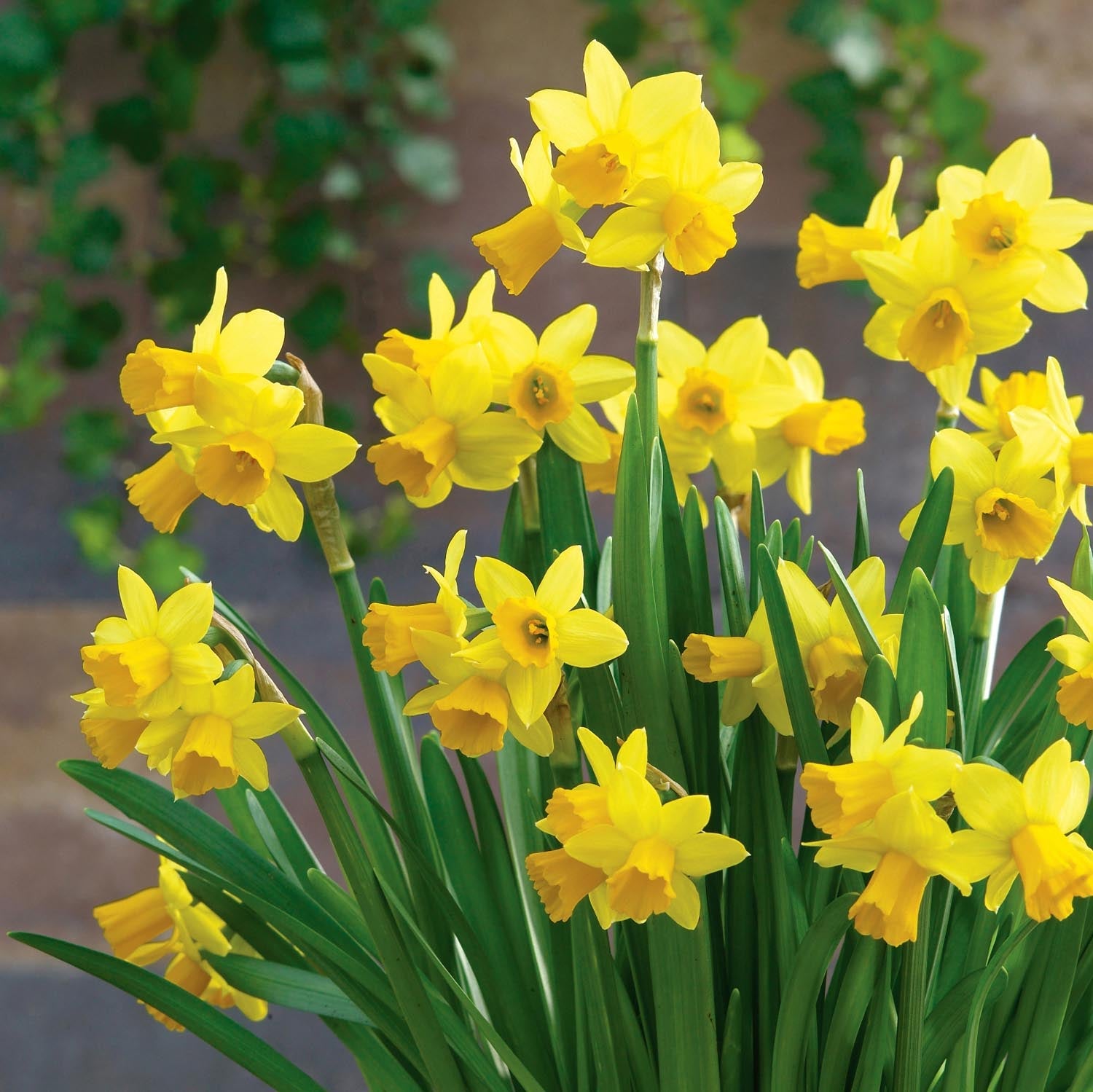 Dwarf Daffodil Tete A Tete | 20 x Bulbs | Yellow