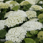 Hydrangea Strong Annabelle 3 Litre Pot | Set-of-1