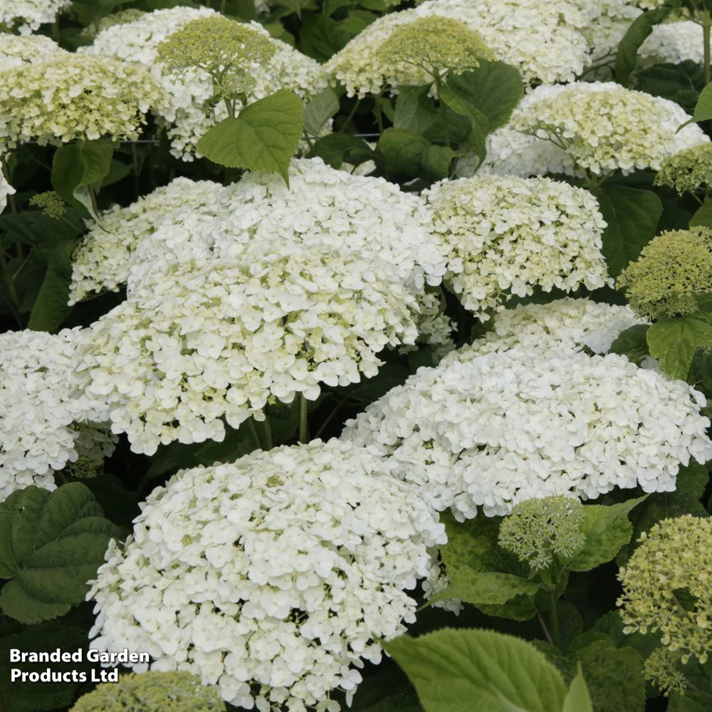 Hydrangea Strong Annabelle 3 Litre Pot | Set-of-1