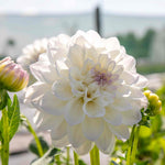 Dahlia Eveline Creamy White With Pink Tips | 1 x Bulb | White