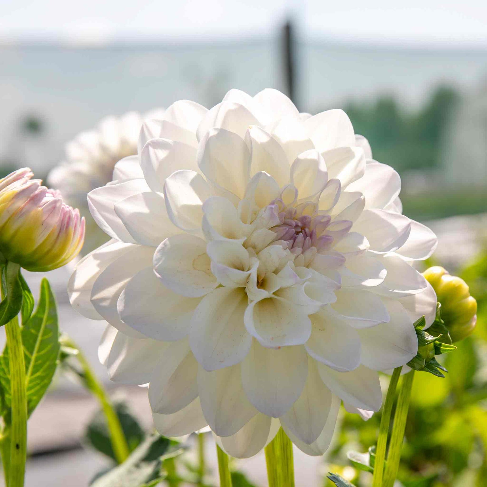 Dahlia Eveline Creamy White With Pink Tips | 1 x Bulb | White