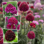 Scabious 'scoop Collection' - Purple, Raspberry And Blackberry Plug Plants | 12 x Plug Plants | Red
