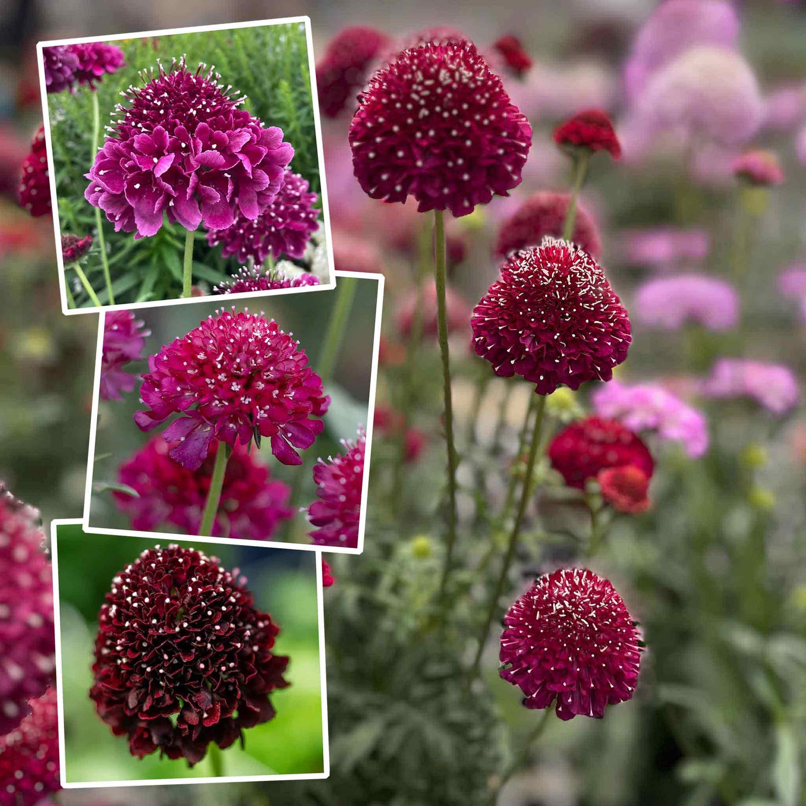 Scabious 'scoop Collection' - Purple, Raspberry And Blackberry Plug Plants | 12 x Plug Plants | Red