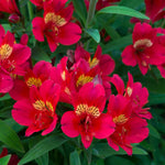 Alstroemeria 'summer Pepper' Compact Hardy Red Perennial Jumbo Plug Plants | Set of 6 | Red
