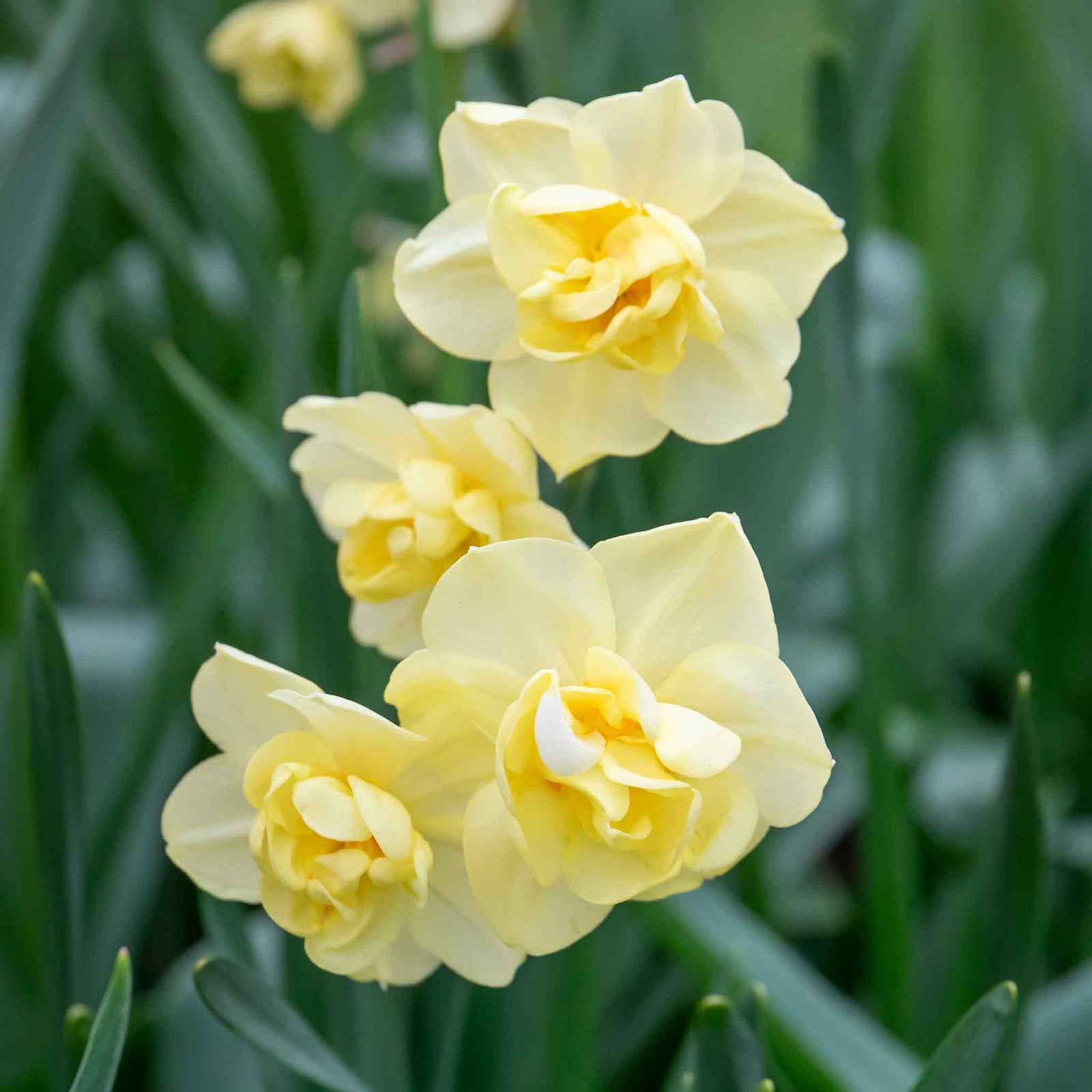 Daffodil 'yellow Cheerfulness' Double Fragrant Yellow | 10 x Bulbs | Yellow