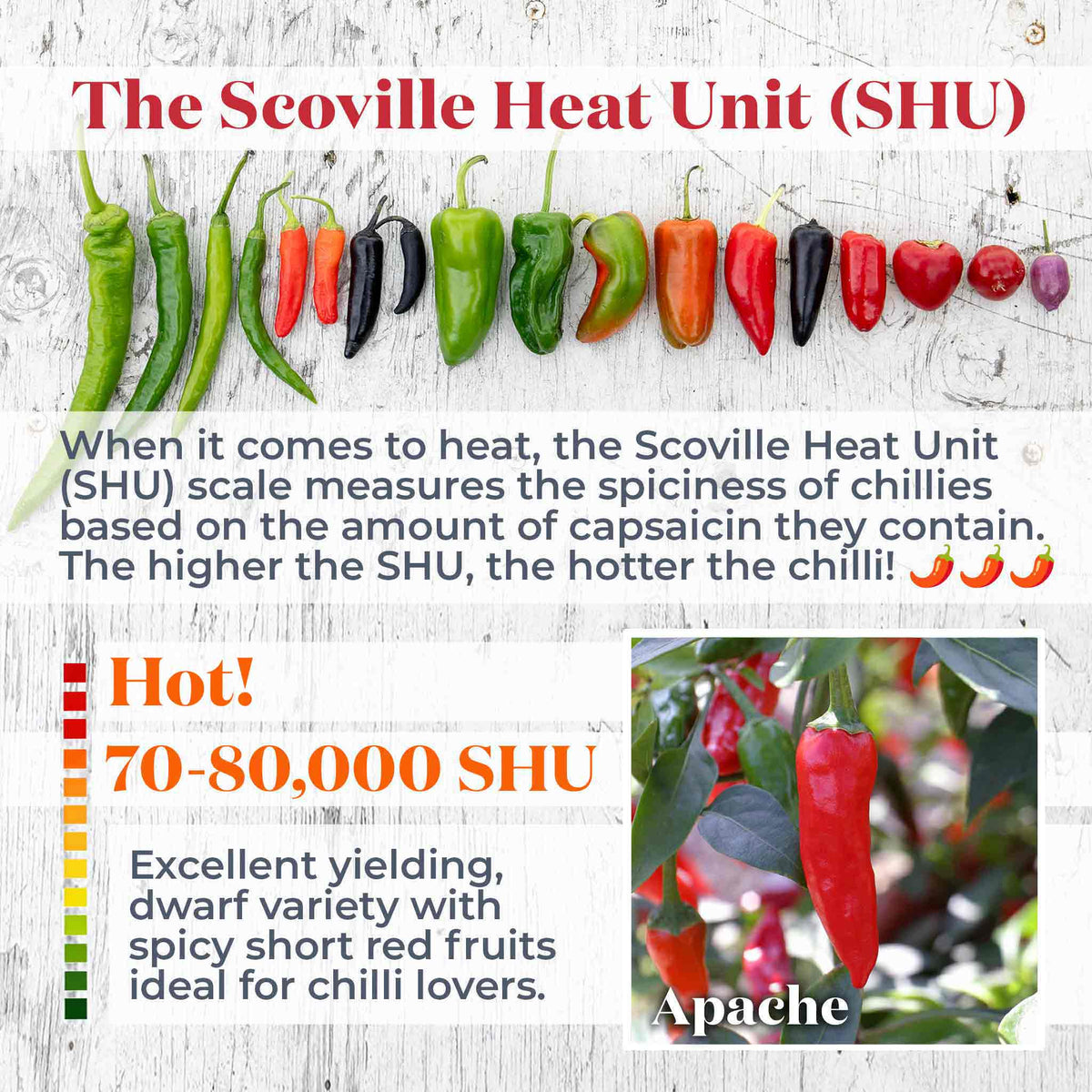 Chilli Plant 'apache' Compact Patio Pepper 9cm Plants | Set of 3 | Red