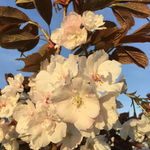 Prunus Fragrant Cloud Japanese Cherry Blossom Tree 6ft Tall Supplied In A 12 Litre Pot