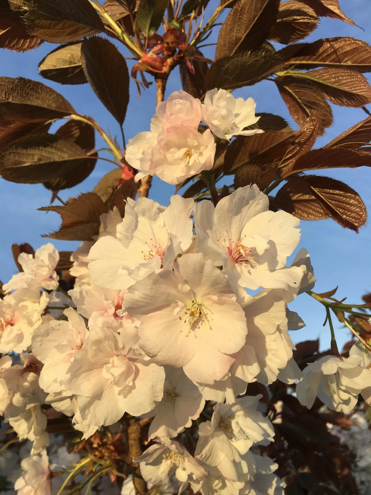 Prunus Fragrant Cloud Japanese Cherry Blossom Tree 6ft Tall Supplied In A 12 Litre Pot
