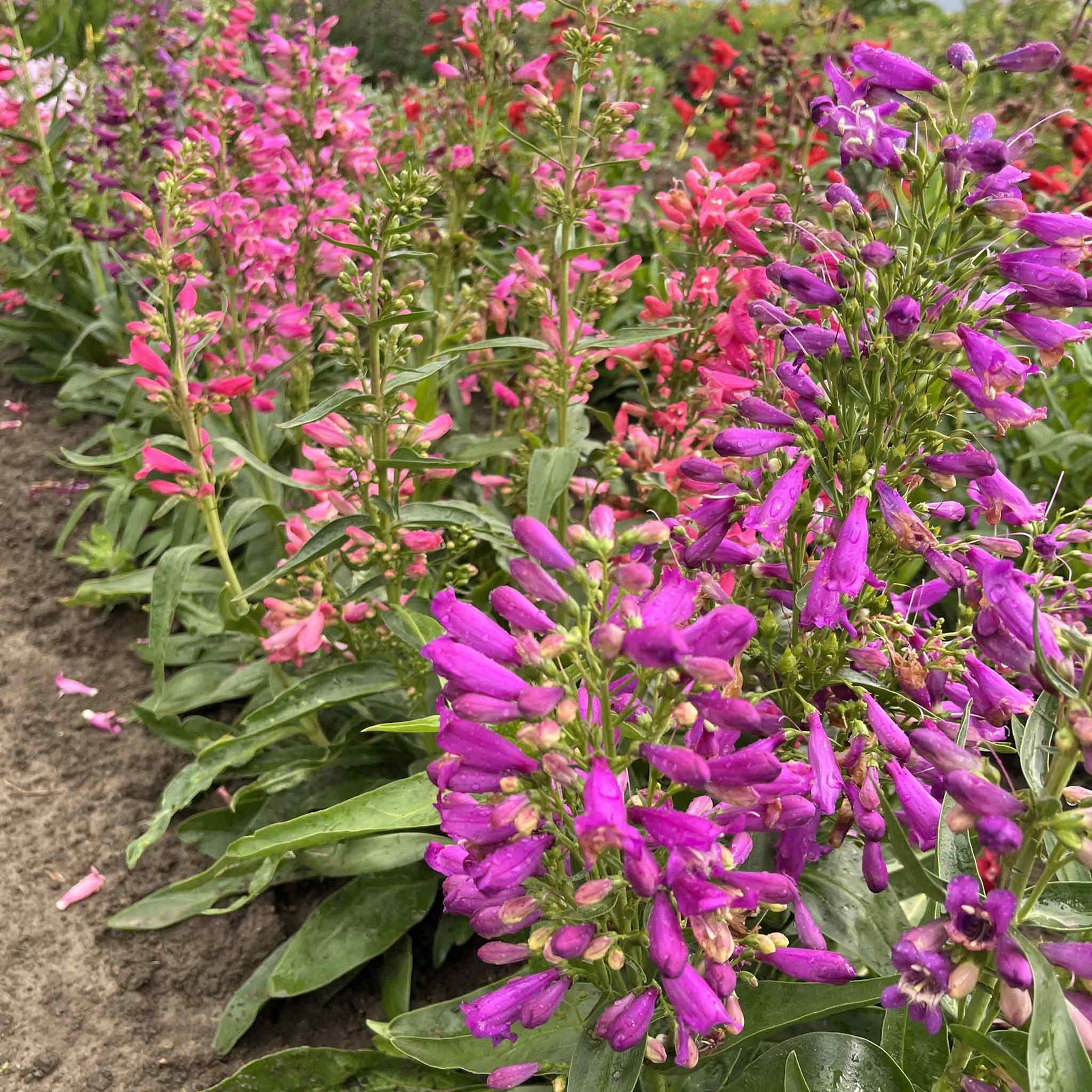 Penstemon Barbatus Mix | 250 Seeds | Multi