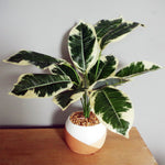40cm Artificial Pothos Plant Variegated Shrub With Planter