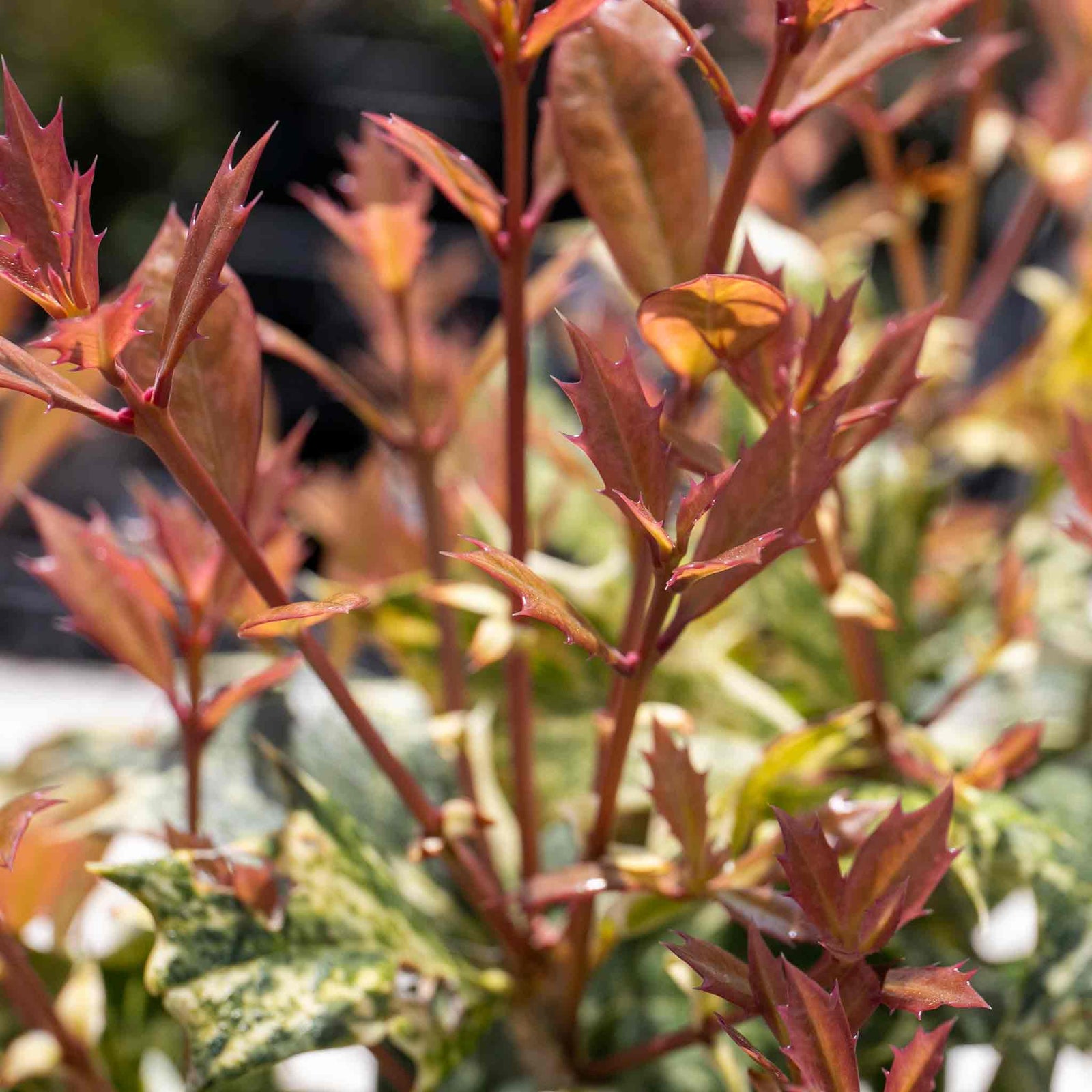 Osmanthus Heterophyllus 'goshiki' Variegated Evergreen Shrub | 1 x 3L | Multi