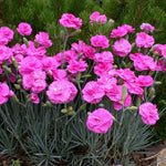 Dianthus 'pinks Scent First Tickled Pink' - Fragrant Compact Perennial For Pots And Borders Plug Plants | Set of 3 | Pink