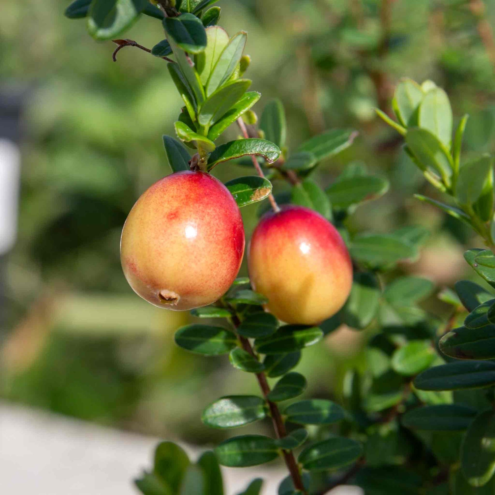 Cranberry 'pilgrim' 3 Pack - Trailing Evergreen, Pink Flowers, Red Berries | 3 x 7cm Plants | Pink