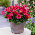 Alstroemeria Incalys Cherry  9cm Pot | 1 x 9cm | Red