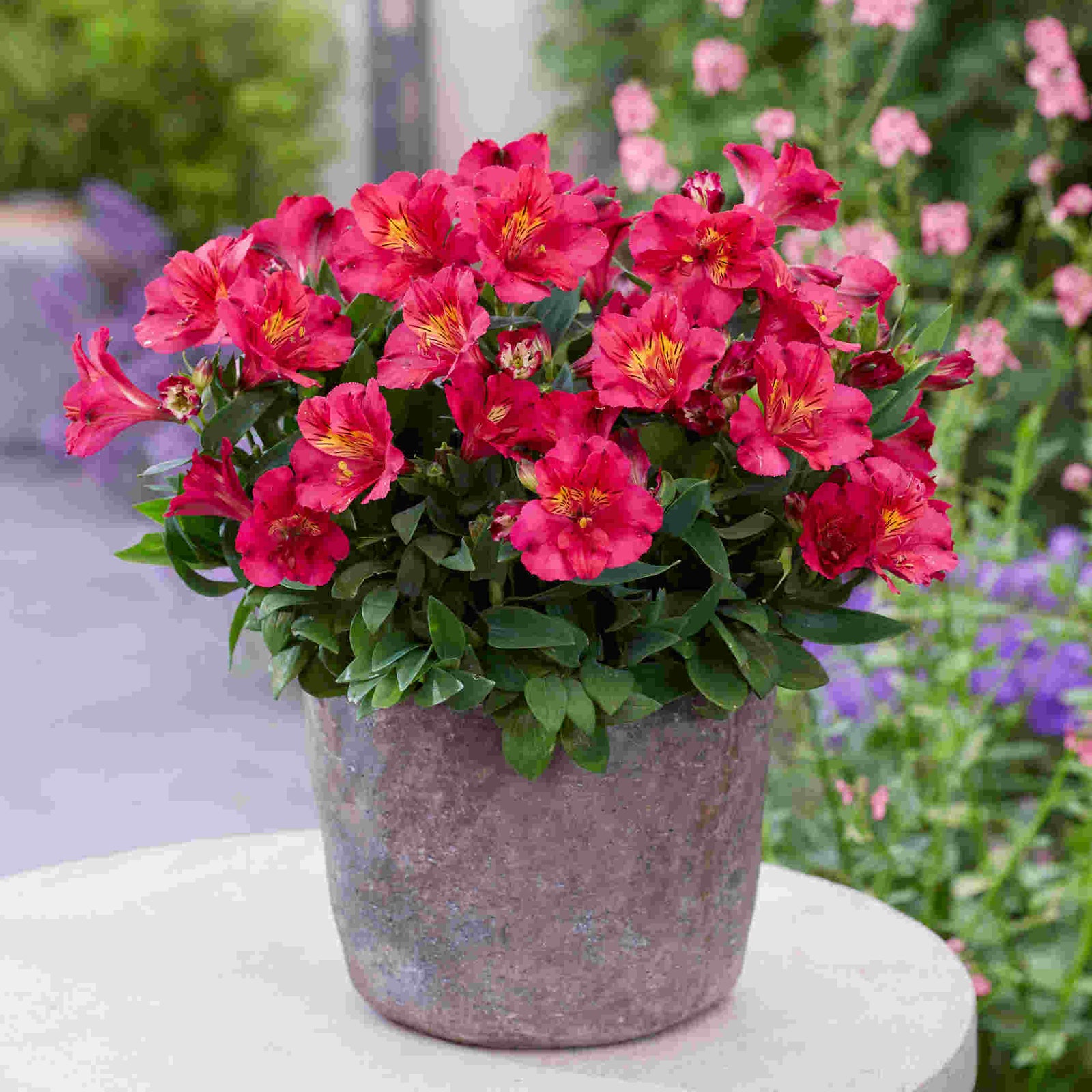 Alstroemeria Incalys Cherry  9cm Pot | 3 x 9cm | Red