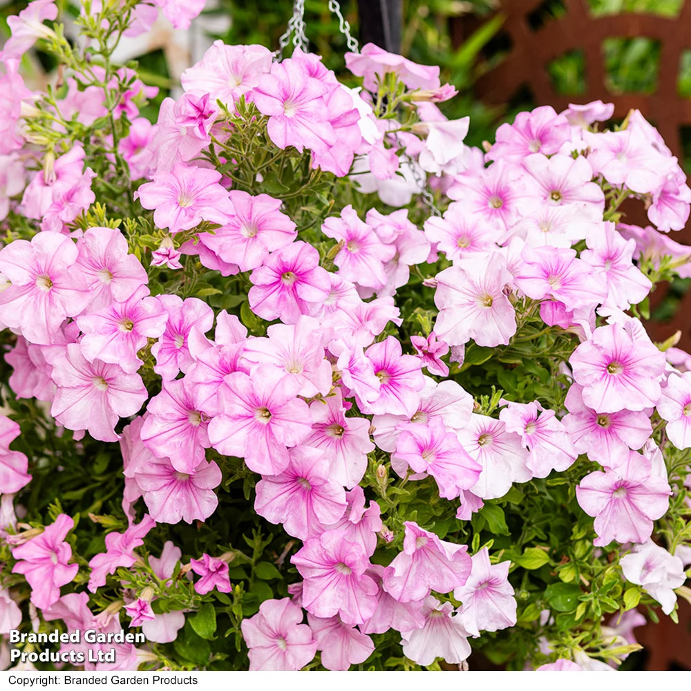 Petunia Easy Wave Pink Pearl Garden Ready Plants - Lush, Continuous Summer Flowers | 12 x Garden Ready Plants
