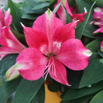 Hayloft Alstroemeria Pitchoune 'lily Rose' - 3 X 9cm Pots