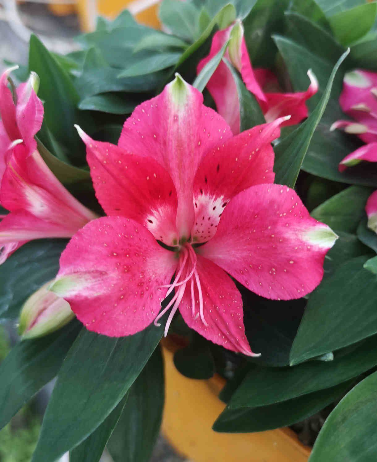 Hayloft Alstroemeria Pitchoune 'lily Rose' - 3 X 9cm Pots
