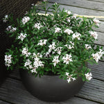 Daphne Eternal Fragrance 13cm Pot | Set of 2 | White