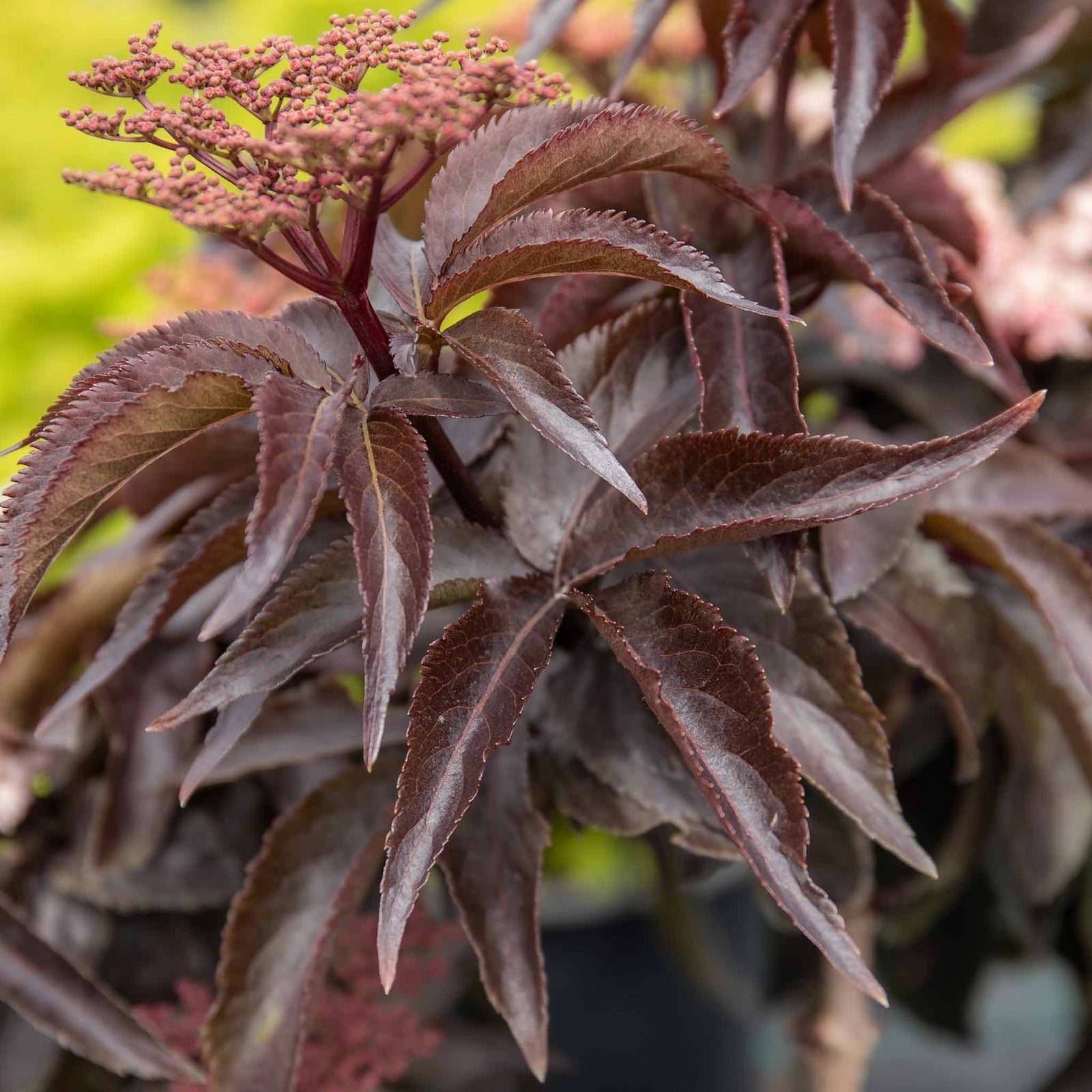 Sambucus Nigra 'black Tower' Narrow Upright Elder (dark Burgundy Foliage) | 1 x 3L | Pink & Black