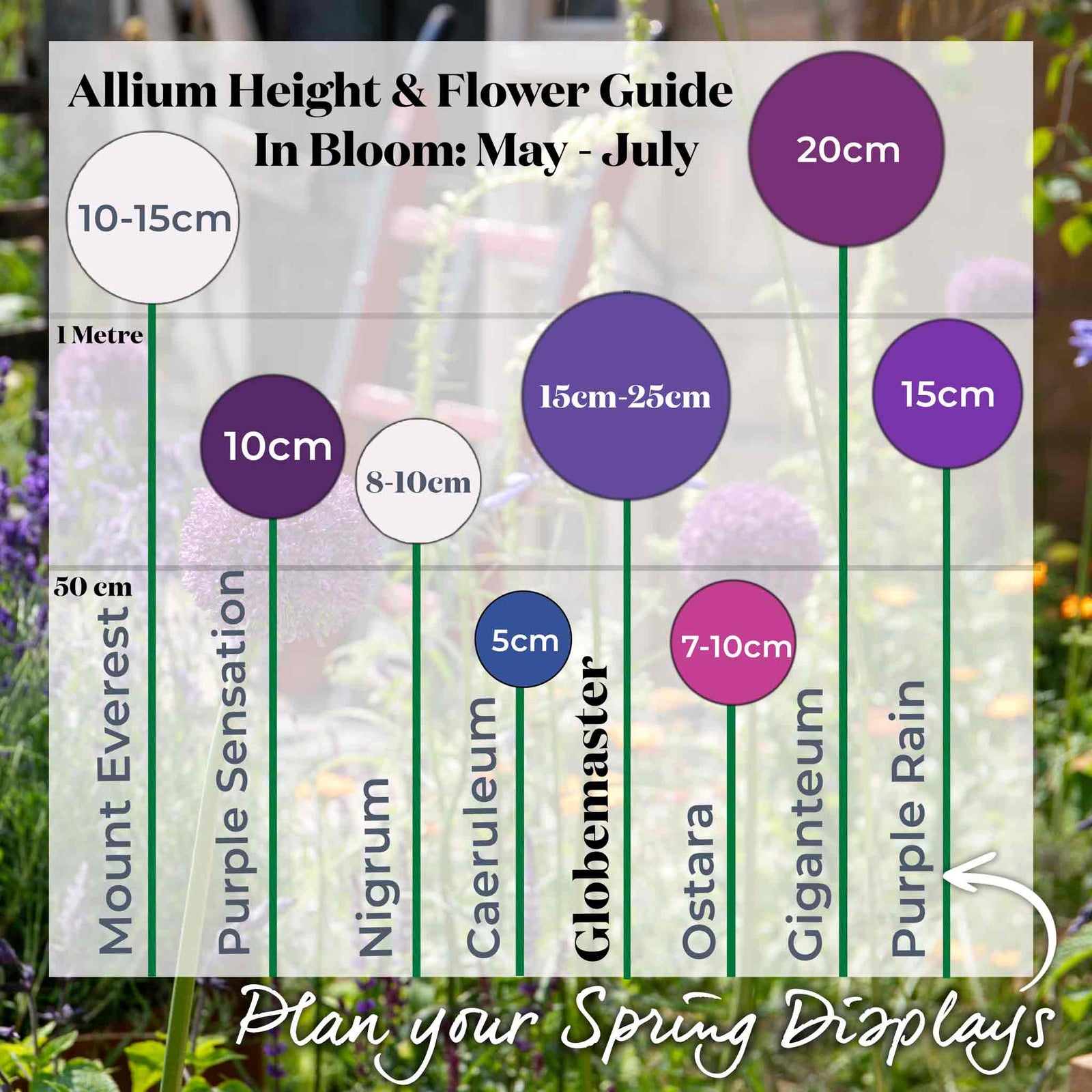 Allium 'globemaster' - Large Purple Globe Flowers | 3 x Bulbs | Purple