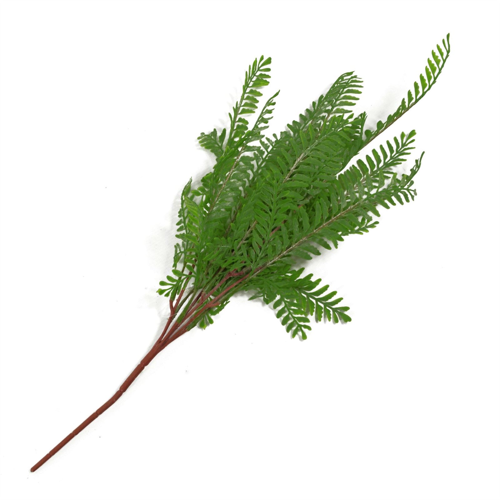 6 X 55cm Himilayan Maidenhair Fern Bush Dark Green Plant