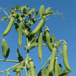Petit Pois Pea 'flovert' Multi-sown | 12 x Plug Plants | Green