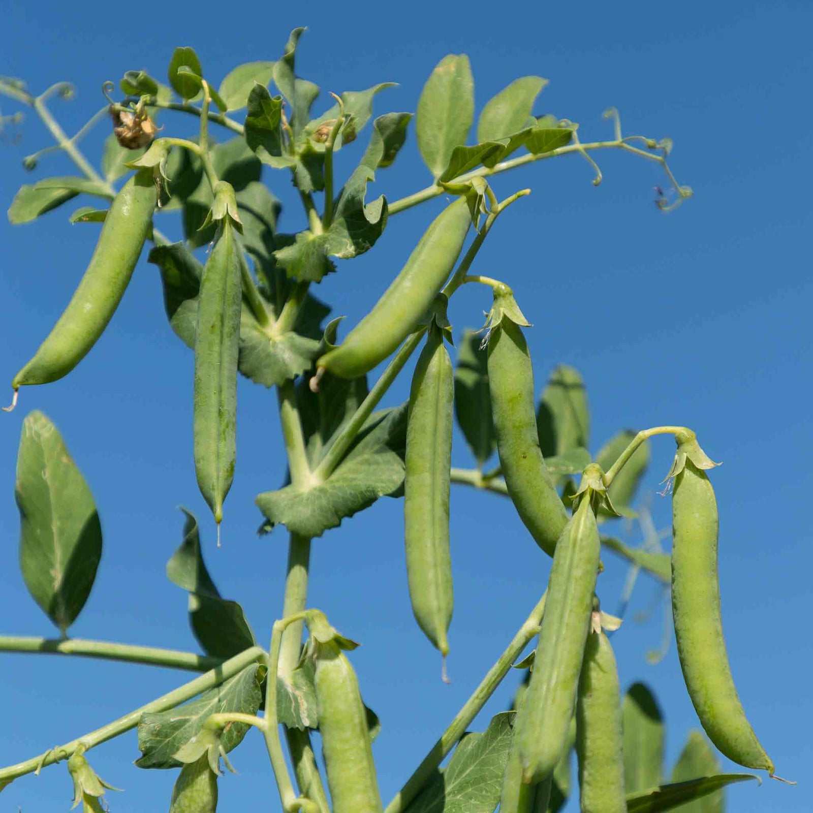 Petit Pois Pea 'flovert' Multi-sown | 12 x Plug Plants | Green