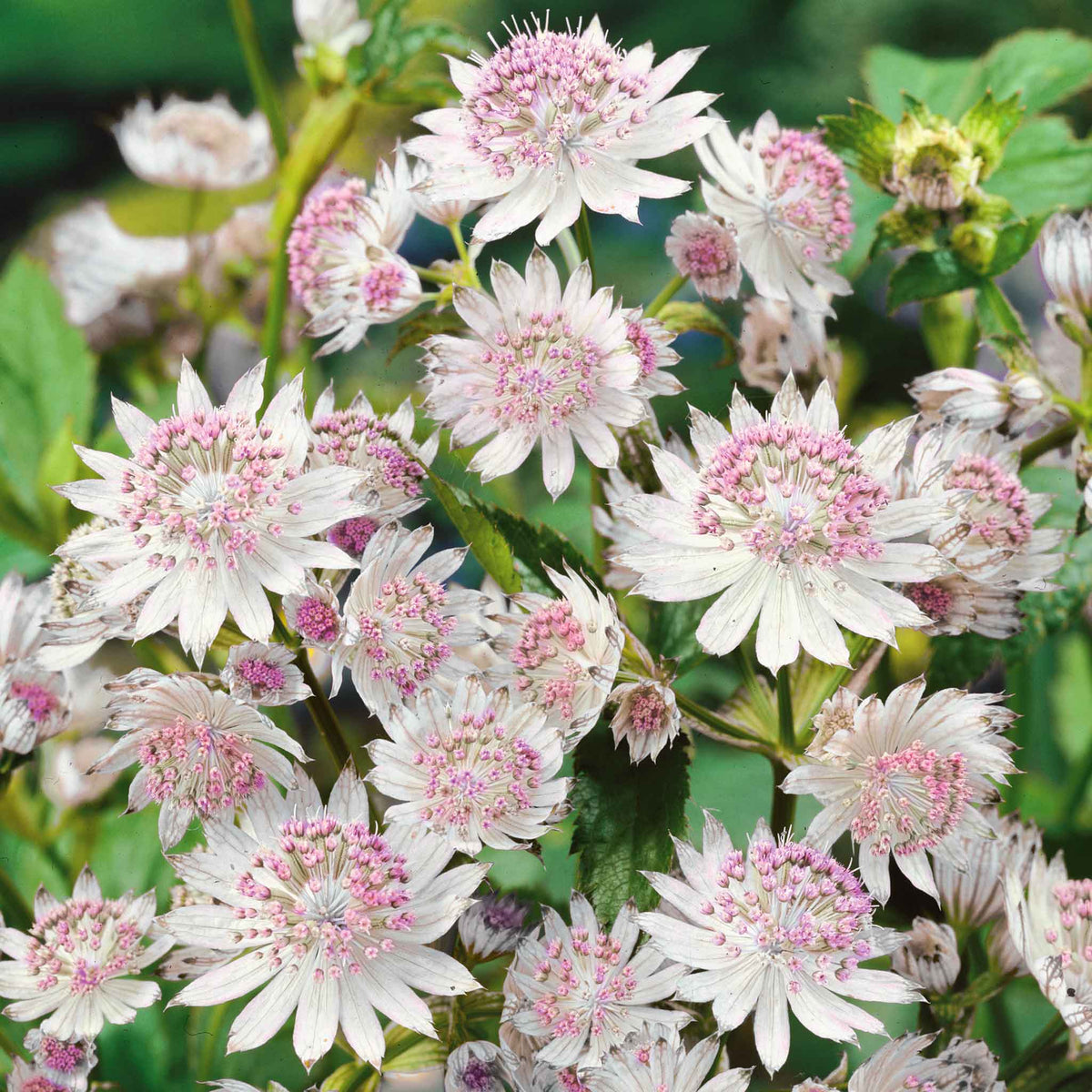 Astrantia 'claret' Dark Red Perennial | 3 x 9cm | Red