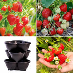 Thompson & Morgan Strawberry Summer Long Collection - 9 Plants + Stacking Planter