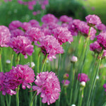 Everlasting Perennial Collection - plug plants | Set of 10 | Multi
