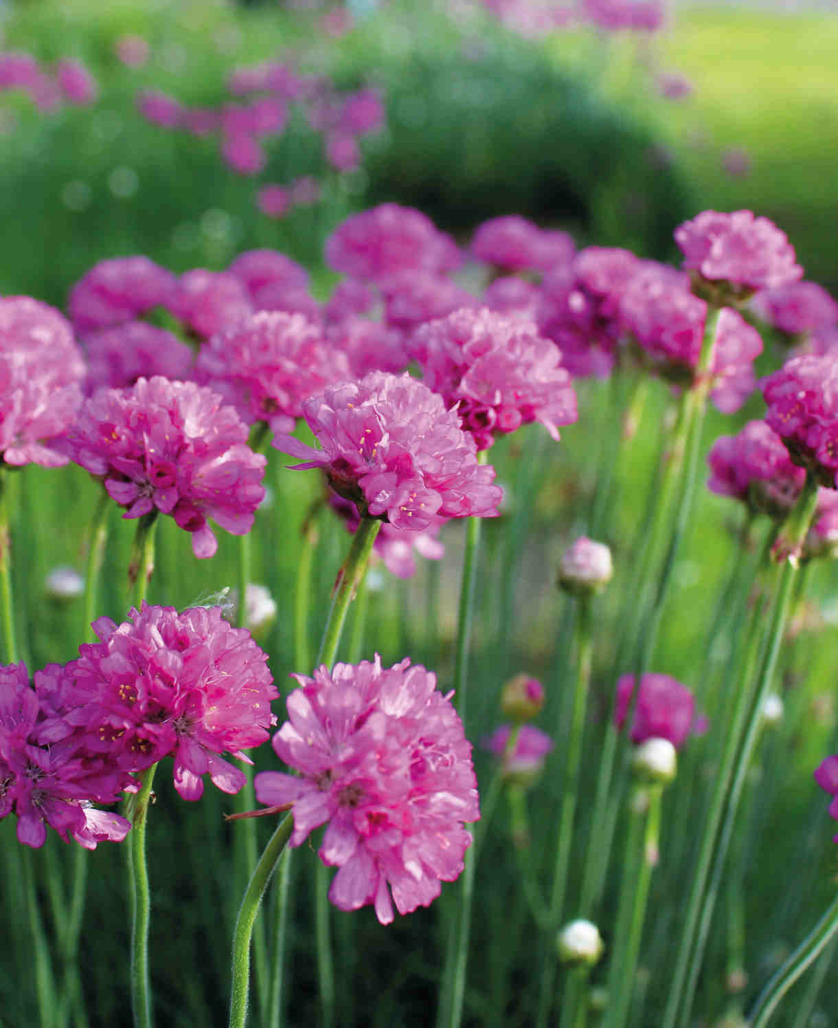 Everlasting Perennial Collection - plug plants | Set of 10 | Multi