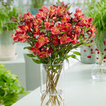 Hayloft Alstroemeria Majestic 'chinon' 3 X 9cm Pots