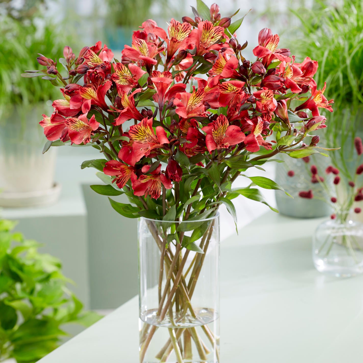 Hayloft Alstroemeria Majestic 'chinon' 3 X 9cm Pots